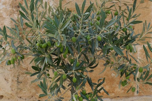 Kasvia kasvihuoneeseen: Oliivi Kasvia kasvihuoneeseen: Oliivi